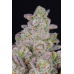 Gorilla Cookies Auto - FastBuds